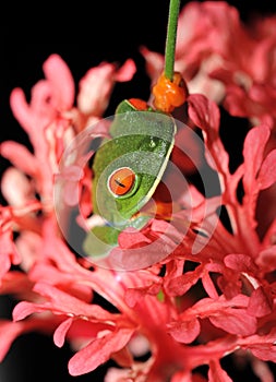 Red eyed green tree frog pink flower, costa rica