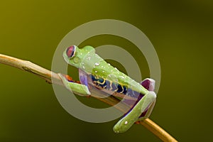 Red Eyed Green Tree Frog profile