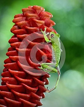 red-eyed green tree frog on red flower in tropical Costa Rica forest.