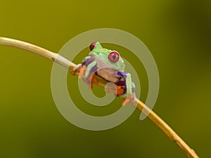 Red Eyed Green Tree Frog on twig