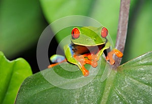 Red eyed green tree leaf frog,costa rica