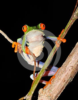 Red eyed green tree leaf frog,costa rica