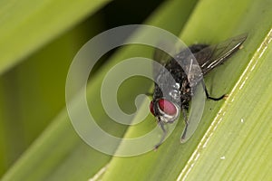 Red-eyed hairy creature of the forest