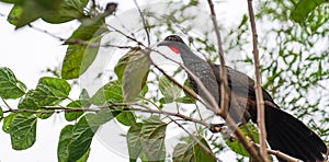 Red-eyed Jacu perched on tree branch looking into horizon photo