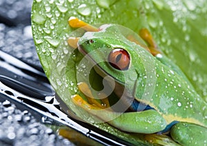 Red eyed leaf frog