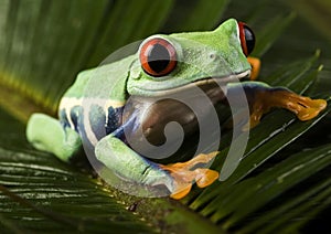 Red eyed leaf frog