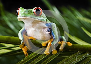 Red eyed leaf frog