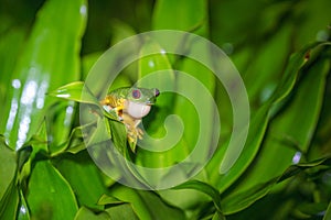 Red-Eyed Leaf Frog Agalychnis callidryas