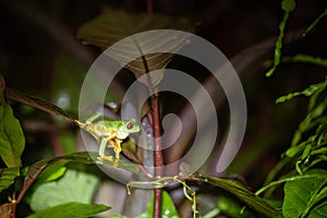 Red-Eyed Leaf Frog Agalychnis callidryas
