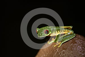 Red-Eyed Leaf Frog Agalychnis callidryas