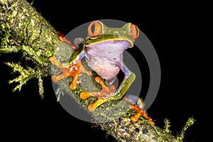 Red eyed leaf Frog on brach in tropical forest