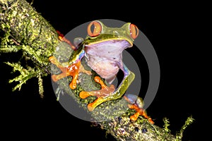 Red eyed leaf Frog on brach in tropical forest