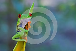 Red Eyed Leaf Frog in Costa Rica