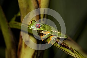 Red-eyed Leaf Frog IV