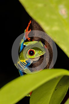 red eyed leaf frog, national frog from costa rica