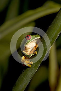 Red-eyed Leaf Frog V