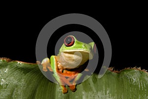 Red-eyed Leaf Frog VIII