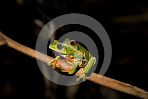 Red-eyed Leaf Frog VIII photo