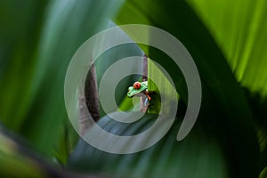 Red-Eyed Leaf Tree Frog seen in Costa Rica. photo