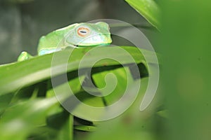 Red-eyed madagascar frog