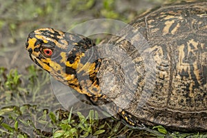 Red Eyed Male Box Turtle Closeup - Terrapene carolina