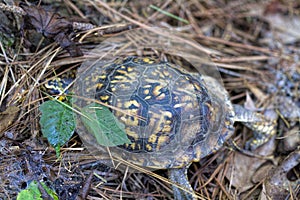 Red Eyed Male Eastern Box Turtle Terrapene carolina carolina