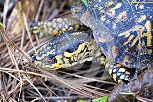 Red Eyed Male Eastern Box Turtle Terrapene carolina carolina