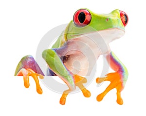 The red eyed monkey tree frog Agalychnis callidryas