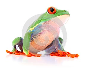 Red eyed monkey tree frog, Agalychnis callydrias