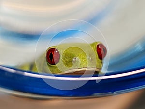 Red-eyed tree frog (104), Agalychnis callidryas