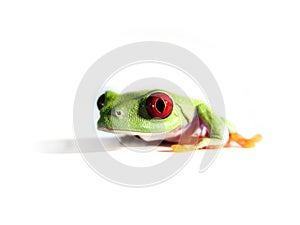 Red-eyed tree frog (105), Agalychnis callidryas