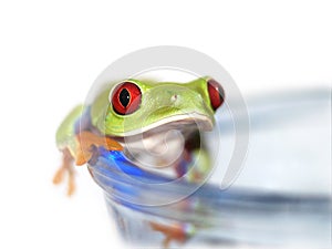 Red-eyed tree frog (112), Agalychnis callidryas