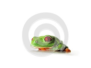 Red-eyed tree frog (119), Agalychnis callidryas