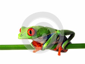 Red-eyed tree frog (126), agalychnis callidryas