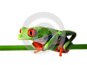 Red-eyed tree frog (127), agalychnis callidryas