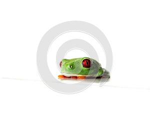 Red-eyed tree frog (131), Agalychnis callidryas