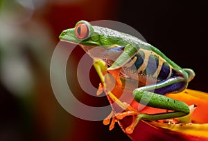 Red-eyed Tree frog