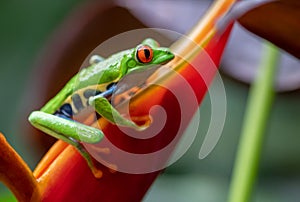 Red-eyed Tree frog