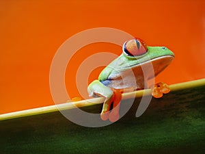 Red-eyed tree frog (134), Agalychnis callidryas