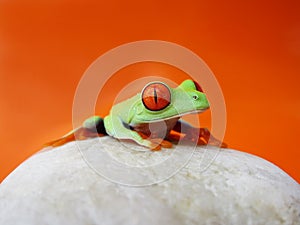 Red-eyed tree frog (136), agalychnis callidryas