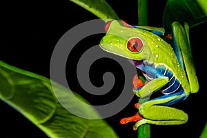 Red-eyed Tree Frog