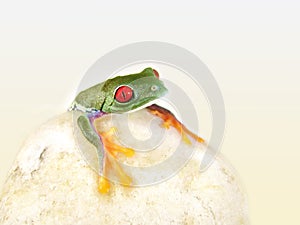 Red-eyed tree frog (140), agalychnis callidryas