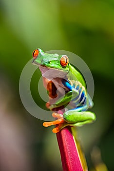 A red-eyed tree frog