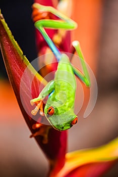 A red-eyed tree frog