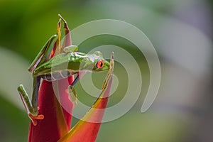 A red-eyed tree frog