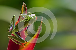 Red-eyed tree frog