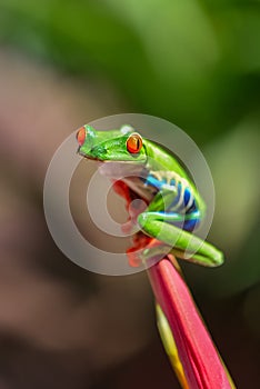 Red-eyed tree frog