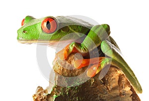 Red Eyed Tree Frog