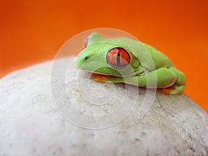 Red-eyed tree frog (147), Agalychnis callidryas