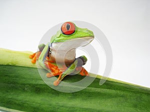 Red-eyed tree frog (152), Agalychnis callidryas